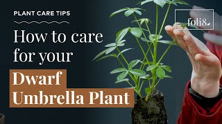 Dwarf Umbrella Plant Care Tips 🌿 Schefflera arboricola [upl. by Dikmen]