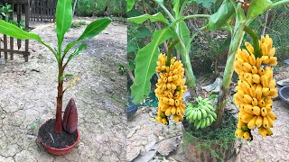 Banana Tree How to Plant Grow and Care for Banana Tree Plant [upl. by Aroved]