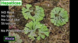 Classification of Bryophytes [upl. by Dorine]