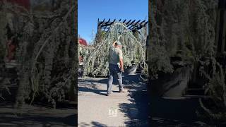 We just had the joy of seeing a magnificent giant Weeping Blue Atlas Cedar find its forever home [upl. by Joby]