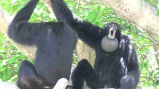 Siamang Gibbons howling at Miami Metrozoo [upl. by Ranjiv169]