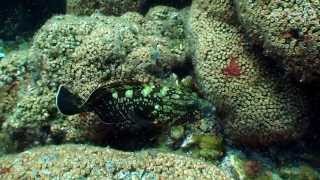 Endangered Dusky groupers in the only mediterranean Coral Reef Mljet Croatia [upl. by Silisav]