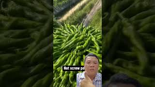 Thu hoạch ớt farming farmer agriculture [upl. by Nager150]