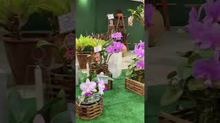 AS MAIS TOP DA EXPOSIÇÃO DE ORQUÍDEAS DE MORRINHOSGO 🌺 O PÓDIO 🏆🥇 [upl. by Baxie]