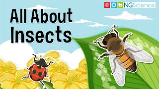 All You Need to Know About Insects [upl. by Aralk]