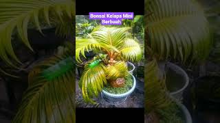 Bonsai Kelapa Mini Berbuah  shorts shortvideo short [upl. by Nallac564]