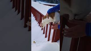 Cat playing with snow cat snowcat catbehavior funny snowshoecat animalbehavior interesting [upl. by Avictor]