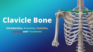 Clavicle Bone Introduction Anatomy Function Injuries and Treatment [upl. by Prescott]