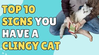 Top 10 Signs You Have A Clingy Cat [upl. by Teemus378]