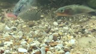 Stickleback Feeding [upl. by Agnes]