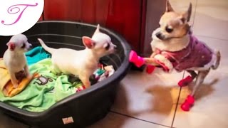 Trixi meets her baby chihuahua brothers [upl. by Bamby]