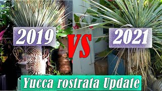 Yucca Rostrata Update [upl. by Susan]