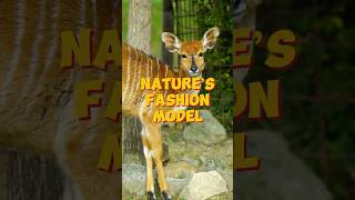 Nyalas Natures Fashionistas of the Savannah shorts animalfacts sciencefacts shortsviral facts [upl. by Abramson628]