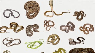 Common Snakes Of India 🇮🇳  Venomous  Mildly Venomous  NonVenomous Snakes [upl. by Card]