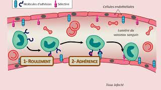 Diapédèse et molécules [upl. by Ys]