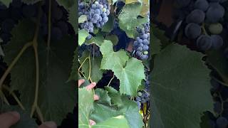 Concord Grapes september grapevine grapeyard sweetfruit usa endofsummer fruits [upl. by Milewski895]