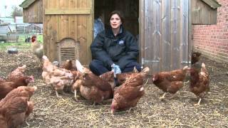 Pet rescue RSPCA animal rehoming shelter Southridge Potters Bar [upl. by Romilda]