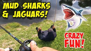 Freshwater Mud Sharks and Jaguars Crazy Fun Fishing [upl. by Lebasy640]