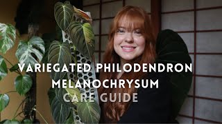 How to care for a Variegated Philodendron Melanochrysum [upl. by Ardet]