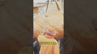 Giant Pumpkin Madness Minnesota Teacher Grows A Monster 2471 Pound Pumpkin [upl. by Feodora]