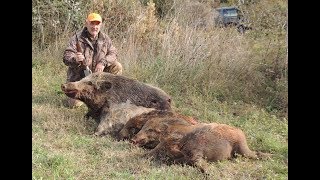 Caccia al cinghiale in Maremma HUNTING WILD BOAR IN ITALY [upl. by Terti]