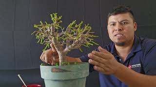 Como comenzar un bonsai desde cero parte 3 final [upl. by Gasparo]