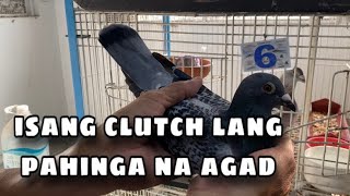 ISANG CLUTCH LANG PAHINGA NA AGAD Reggie Cruz Loft amp Aviary reggiecruzloftandaviary racingpigeon [upl. by Aissatsan383]