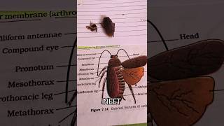 Neet Cockroach Periplaneta americana 🪳 practical 🙂 [upl. by Evania]