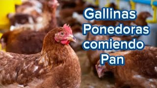 Gallinas Ponedoras comiendo pan con su Gallo🐓🐔🐣 [upl. by Eeldarb]