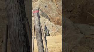 Sniper Ghost Warrior Contracts 2 Shroudshort [upl. by Oijimer]