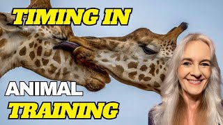 The Importance of Timing in Animal Training [upl. by Llerrod141]