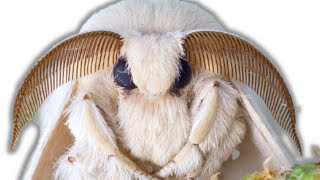 How to breed Mulberry Silkmoths Bombyx mori by Bart Coppens [upl. by Sollows]