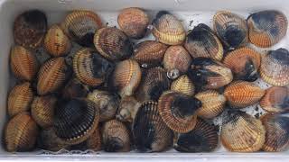 Clams digging in Oregon Coast [upl. by Hahn]