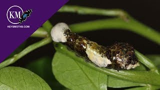 Finding Giant Bird Poop Caterpillars  and they STINK TOO [upl. by Groscr832]