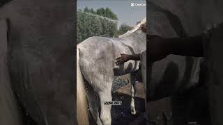 Grace in Water Horses Swim in Serenity love music horse horseswimmingfyp foryouviralvideo [upl. by Pathe20]