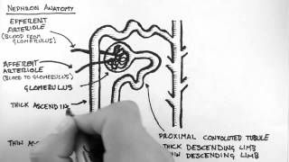 Renal Anatomy 2  Nephron [upl. by Amat]