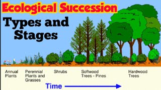 Ecological Succession  Primary and Secondary succession  Stages of Xerosere Hindi urdu [upl. by Avram]