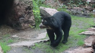 Brillenbär  Andean Bear Tinka  Tierpark Berlin 2024 [upl. by Dominy]