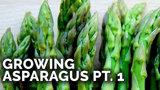 How to Grow Asparagus Pt 1 Planting Varieties amp Bed Prep [upl. by Ailemak461]