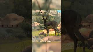 Hunting Blackbuck  Way Of The Hunter  Hunting Clash animals hunting gaming [upl. by Darcy873]