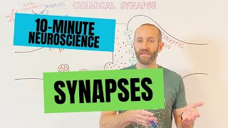 10Minute Neuroscience Synapses [upl. by Assyn]