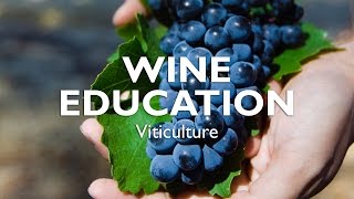 WINE EDUCATION  Viticulture [upl. by Rosalind]