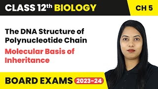 The DNA Structure of Polynucleotide Chain  Molecular Basis of Inheritance  Class 12 Biology Ch 5 [upl. by Annoval]