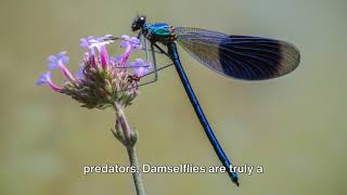 Damselfly [upl. by Mcnally]