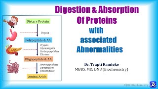 1 Digestion amp absorption of proteins  Amino Acid Metabolism  Biochemistry  NJOY Biochemistry [upl. by Siseneg]