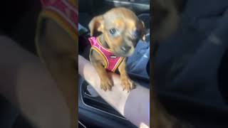 Memories Share Oakley chiweenie spoileddog precious puppy tiny inlove [upl. by Yeknarf]