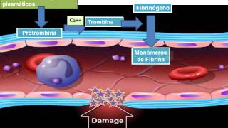 13 hemostasia coagulacion y fibrinolisis 2 [upl. by Stevy]