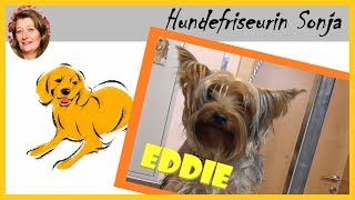 Hundefriseurin Sonja ★ Yorkshire Terrier Eddie ★ [upl. by Eniaral]