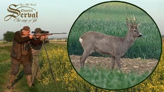 Roebock hunting in Vojvodina Bačka Palanka 2018 Rehbockjagd in Vojvodina [upl. by Yenalem]