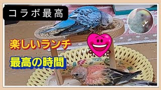 【セキセイインコ】と【アキクサインコ】ランチタイム。よく食べるね笑 [upl. by Publias]